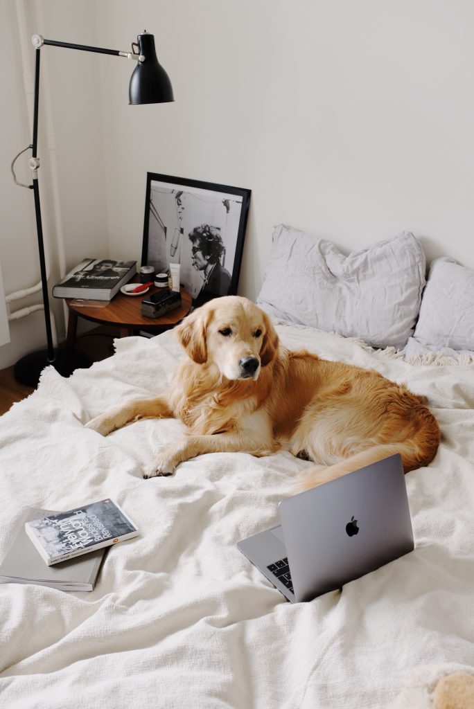 A pet lying on a bed with a laptop