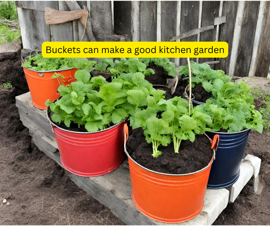 Kitchen garden in Kenya using buckets