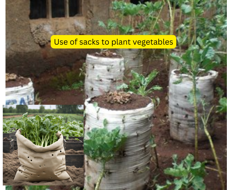kitchen garden in kenya with old sacks