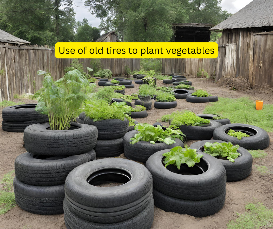 Use of old tires to create kitchen garden in Kenya